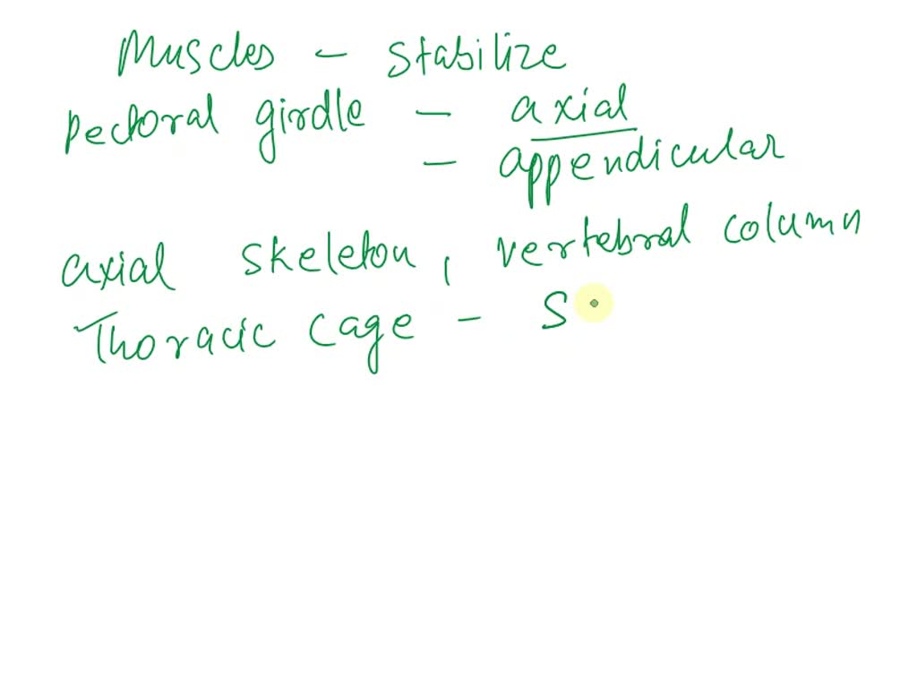 SOLVED Which muscles stabilize the pectoral girdle? a. axial and