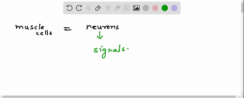 how-are-muscle-cells-similar-to-neurons-explain-in-terms-of-presence-of-resting-membrane-potentials-synapses-graded-potentials-and-action-potentials-90682