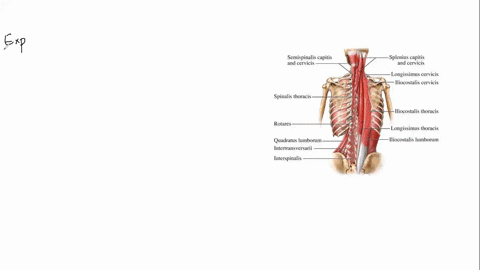 a-muscle-that-flexes-the-spinal-column-is-the-a-spinalis-b-sacrospinalis-c-longissimus-d-rectus-abdominis-e-iliocostalis-08065
