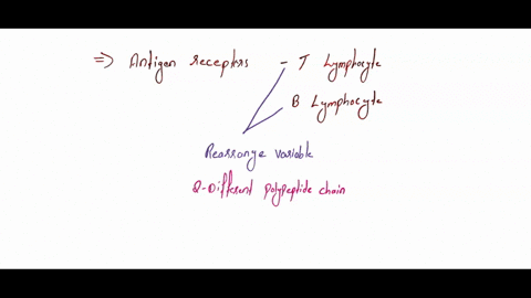 there-are-so-many-types-of-antigen-receptors-on-all-the-different-b-and-t-cells-because-a-each-cell-contains-products-of-randomly-spliced-and-combined-gene-regions-b-they-are-built-from-broken-apart-p