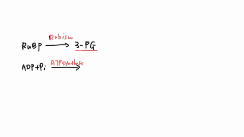 match-the-enzyme-on-the-left-with-the-product-of-that-enzyme-on-the-right-choose-the-best-answei-for-each-enzyme-rubisco-3pg-choose-atp-acetyl-coa-nbulose-bisphosphate-citric-acid-nadh-oxalo-45528