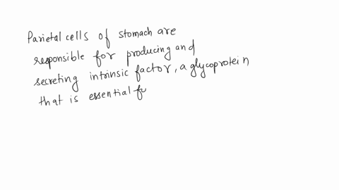 damage-to-parietal-cells-of-the-stomach-would-cause-which-dysfunctionselect-onea-vitamin-b12-would-not-be-absorbed-due-to-insufficient-release-of-micellesb-gastric-lipase-would-not-digest-li-98103