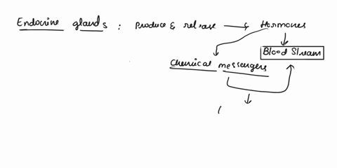 which-of-the-following-correctly-describes-an-endocrine-glanda-use-ducts-to-transport-their-products-to-the-site-of-actionb-include-sudoriferous-glands-sebaceous-glands-and-salivary-glandsc-51363