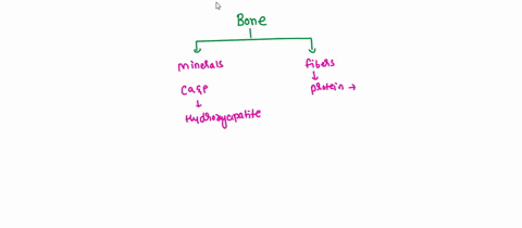 the-protein-that-provides-strength-and-flexibility-to-bone-is-a-actin-b-myosin-c-myoglobin-d-collage-28098