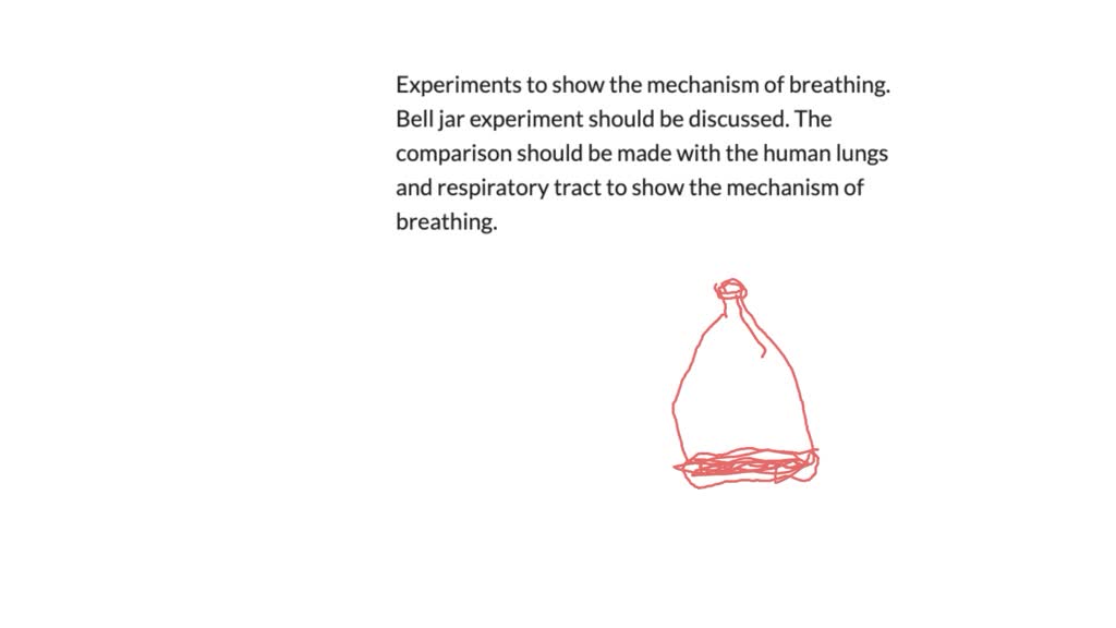 bell jar experiment lungs