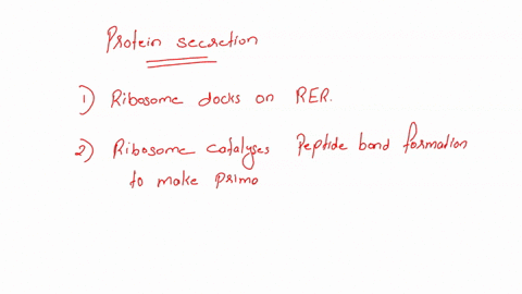 put-these-events-of-protein-secretion-in-order-protein-is-packaged-in-vesicle-and-moves-toward-cell-membrane-protein-is-secreted-into-the-extracellular-space-sugar-or-lipid-components-are-ad-68164