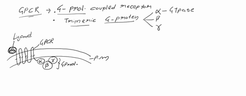explain-the-gplr-signaling-pathway-from-the-initial-step-of-signal-molecule-binding-to-g-protein-coupled-receptors-to-g-protein-activation-to-activate-downstream-target-proteins-such-as-aden-87033