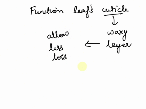 need-this-quickly-plz-what-is-the-function-of-a-leafs-cuticle-35402