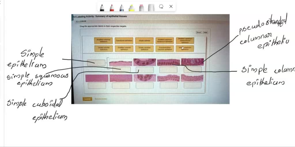 Famous Art Labeling Activity Summary Of Epithelial Tissues 2022