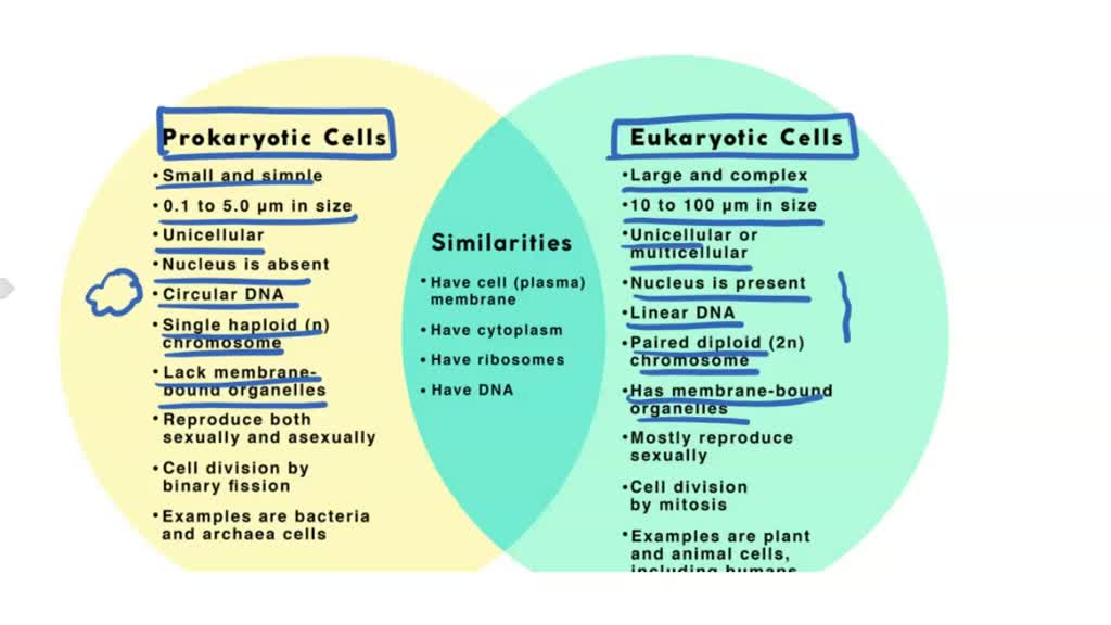 SOLVED: Eukaryotic and Prokaryotic Cell Structure Comparison: Fill in ...