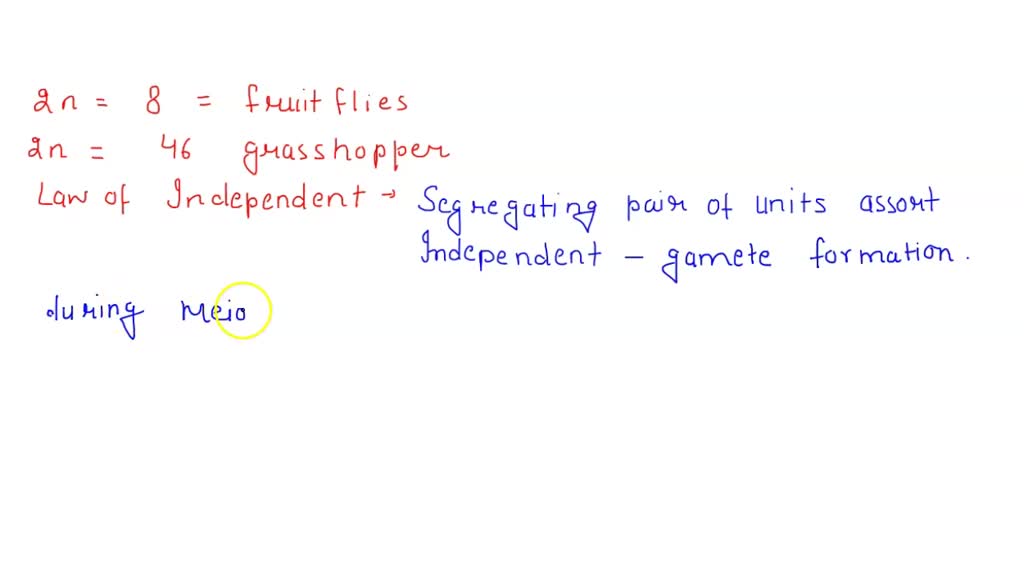 SOLVED The diploid number for fruif flies is 8, and the diploid number
