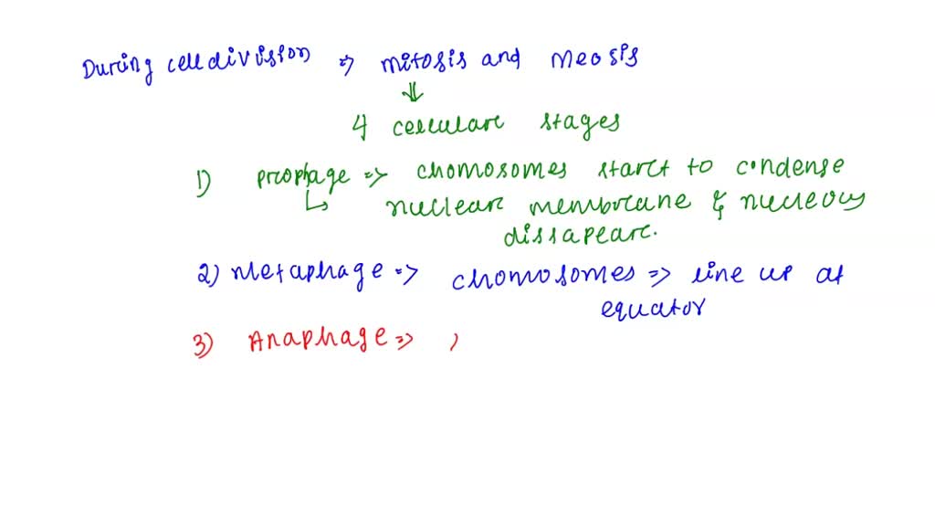 SOLVED: The diagrams shown represent stages of a cellular process ...