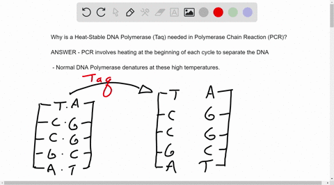 why-is-a-heat-stable-dna-polymerase-from-a-thermophilic-bacterium-the-taq-polymerase-used-in-the-pcr-rather-than-a-dna-polymerase-from-e-coli-or-humans-pcr-involves-heating-the-reaction-at-t-93757