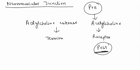 at-the-neuromuscular-junction-a-to-terminate-contraction-acetylcholine-is-broken-down-by-acetylcholinesterase-at-the-muscle-cell-membraneb-opening-of-muscarinic-acetylcholine-receptors-incre-03393