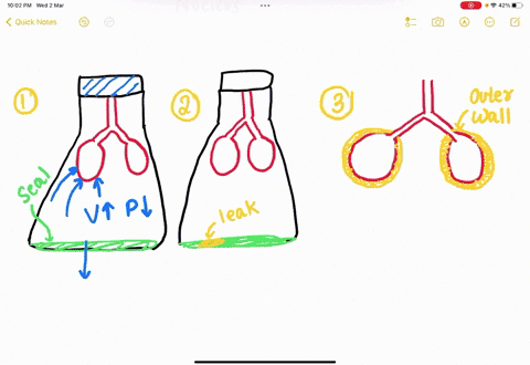 the-respiratory-system-experiment-3-understanding-lung-mechanics-data-tables-table-2-understanding-lung-mechanics-observations-squeezed-bottle-observations-step-3-rolcased-bottlo-obsorvation-68295