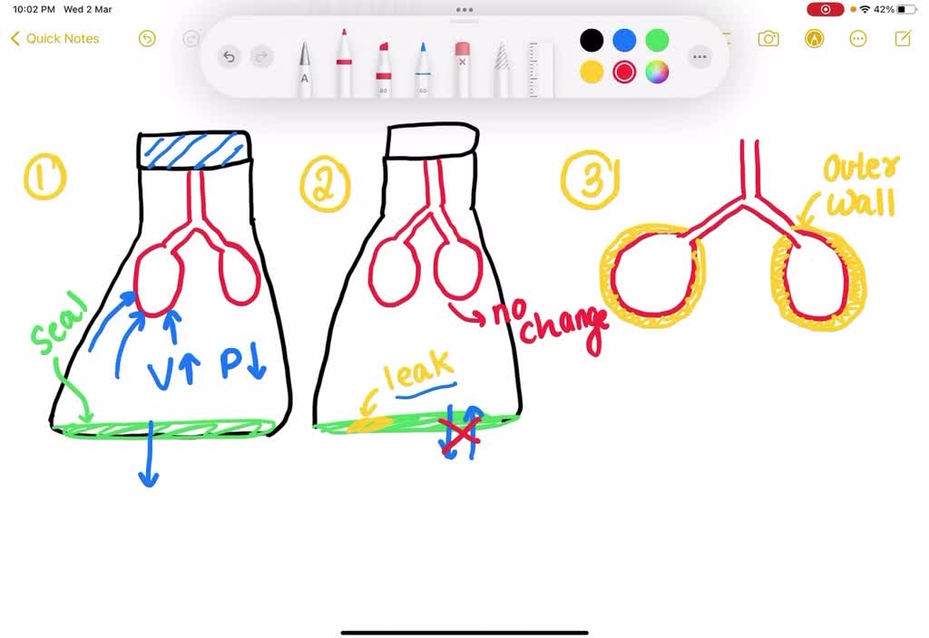 experiment 3 understanding lung mechanics