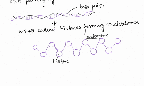 arrange-the-features-of-eukaryotic-chromosome-packaging-in-order-from-the-smallest-unit-to-the-largest-unit-smallest-unit-nucleosome-coiled-fiber-base-pair-chromosome-genome-85652