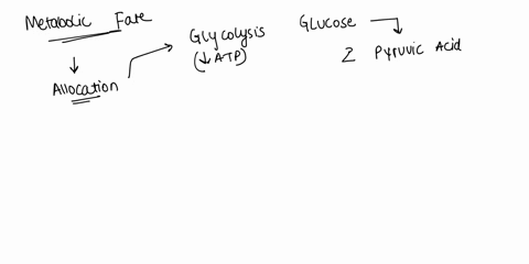 allocation-is-a-metabolic-fate-of-assimilating-sugar-true-false-09704