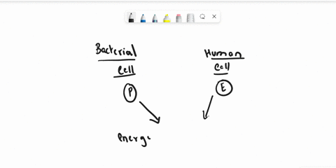 in-which-of-the-following-ways-are-bacterial-cells-similar-to-human-cells-a-bacterial-cells-have-cell-walls-b-bacterial-cells-have-a-single-circular-chromosome-c-bacterial-cells-use-atp-to-f-92291