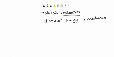how-do-muscles-convert-the-chemical-energy-of-atp-into-force-and-movement-during-a-contraction-13464