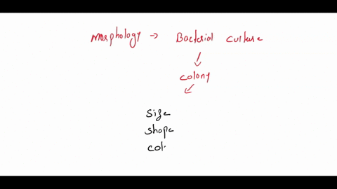 describe-colony-morphology-of-types-a-and-b-close-up-of-a-colonies-fusc-aporopnate-tcrma-tor-descriptions-refer-lab-manmal-nuenentetolt-descnbe-colomt-morphology-of-wvces-lfectngeot-nutrient-88198