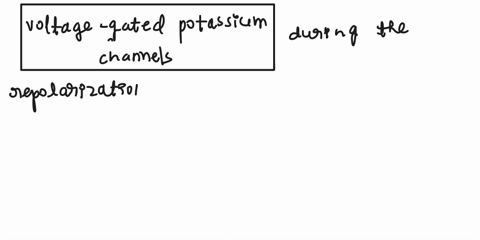 incorrect-question-13-0-2-pts-during-which-phase-of-an-action-potential-does-the-voltage-gated-potassium-channels-open-falling-65701
