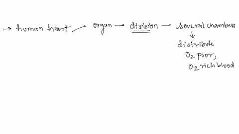 how-is-the-human-heart-adapted-to-its-function-31704