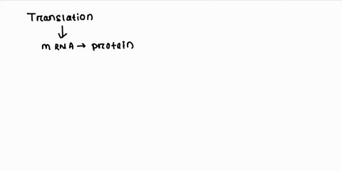 during-translation-a-topoisomerase-binds-to-the-dna-b-rna-polymerase-binds-to-the-promoter-c-helicase-unwind-the-dna-d-mrna-forms-a-stem-loop-structure-e-the-two-subunits-of-the-ribosome-joi-49831