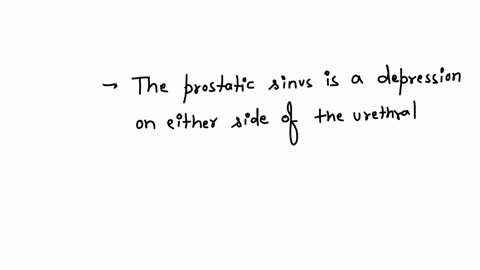 5-where-is-the-prostatic-sinus-in-relation-to-the-prostate