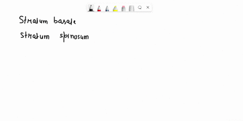 llabel-the-layers-of-the-epidermis-stratum-basale-stratum-spinosum-stratum-granulosum-istratum-lucidum-stratum-cornejm-and-dermal-papilla-99478