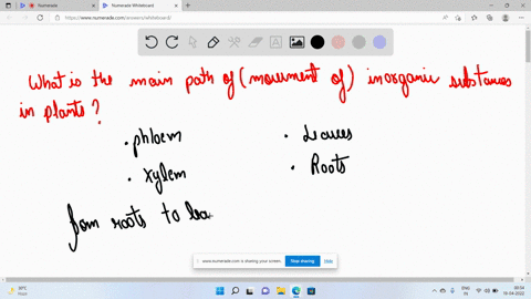 what-is-the-main-path-of-movement-of-inorganic-substances-in-plants-select-one-a-phloem-b-leaves-c-xylem-d-roots-21967
