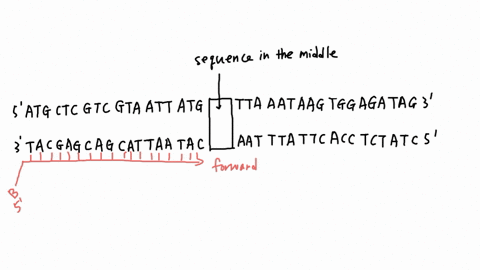 imagine-the-genome-novel-virus-ihat-causes-disease-called-green-pox-encodes-35-amino-acid-viral-envelope-protein-called-gl-shown-below-is-the-coding-sequence-both-sense-und-template-strands-52396