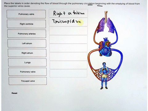 place-the-labels-in-order-denoting-the-flow-of-blood-through-the-pulmonary-circulation-beginning-with-the-emptying-of-blood-from-the-superior-vena-cavae-pulmonary-veins-right-ventricle-pulmo-97124