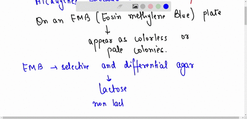 is-alcaligenes-faecalis-a-lactose-fermentor-what-color-does-it-appear-on-an-emb-plate-21804