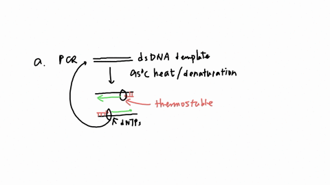 a-you-have-to-run-an-important-pcr-reaction-unfortunately-you-cant-find-any-taq-in-the-whole-department-the-only-dna-poly-dna-polymerase-that-is-available-is-the-klenow-fragment-e-coli-dna-p-13137