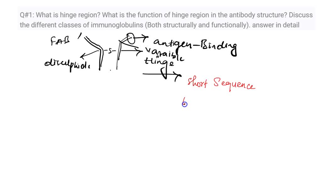 SOLVED Q1 What is hinge region? What is the function of hinge region