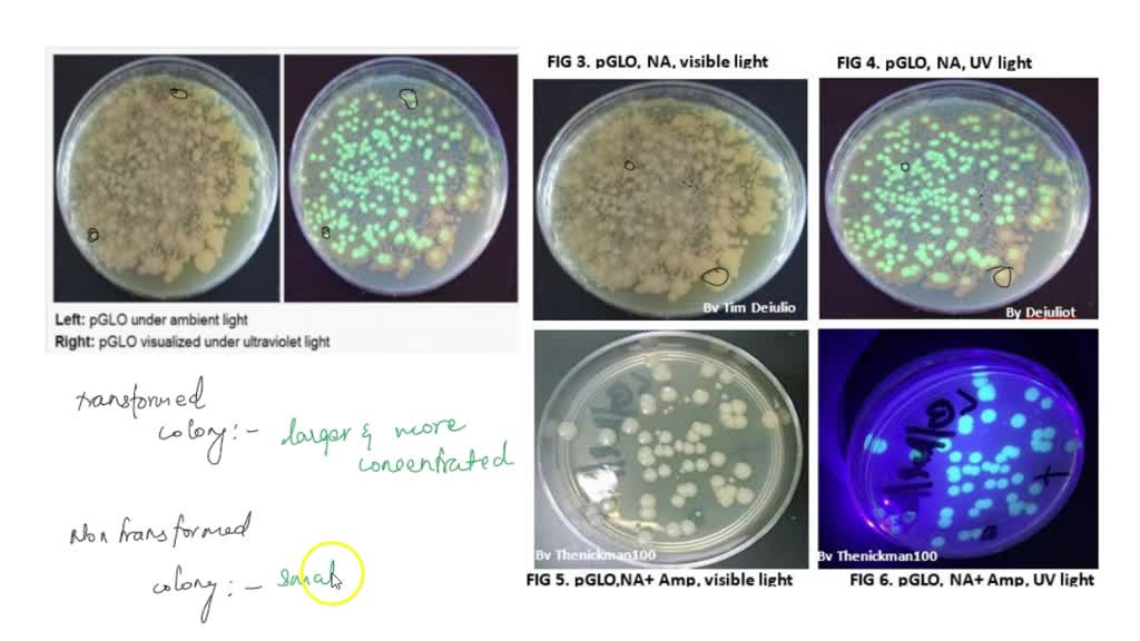 SOLVED 3. If you have colonies of two colors and sizes on your LB/amp