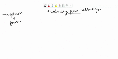 activity-complete-this-story-of-the-urinary-flow-pathway-anatomy-and-physiology-honour-system-descending-limb-collecting-duct-minormajor-calyx-ureter-glomerulus-nephron-urethra-loop-of-henle-63815