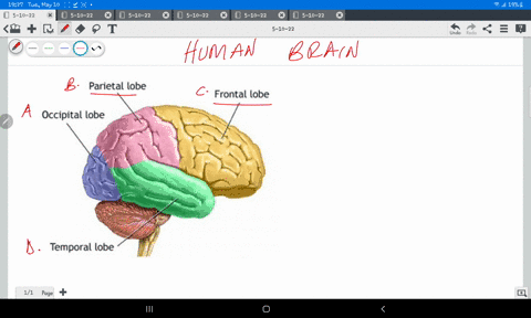 the-frontal-lobe-is-________-to-the-occipital-lobe-whereas-the-temporal-lobe-is-________-to-the-parietal-lobe-26155