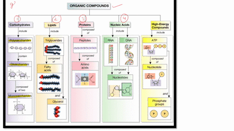 define-the-four-main-types-of-organic-molecules-be-sure-to-describe-their-function-and-give-example-of-each-carbohydrate-proteins-lipids-and-nucleic-acids-01151
