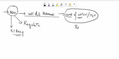 what-effect-does-adh-release-have-on-urine-production-select-all-that-apply-increased-urine-concentration-increased-sodium-reabsorption-decreased-urine-volume-decreased-sodium-reabsorption-i-18525