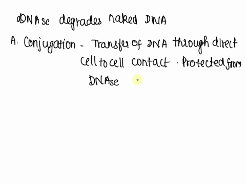 the-enzyme-dnase-degrades-naked-dna-if-two-strains-of-bacteria-from-the-same-species-were-mixed-in-the-presence-of-dnase-which-method-of-gene-transfer-would-be-most-likely-inhibited-a-conjug-86975