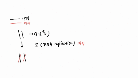 a-line-of-mouse-cells-is-grown-for-many-generations-in-a-medium-with-15n-cells-in-g1-are-then-switched-to-a-new-medium-that-contains-14n-draw-a-pair-of-homologous-chromosomes-from-these-cell-79464