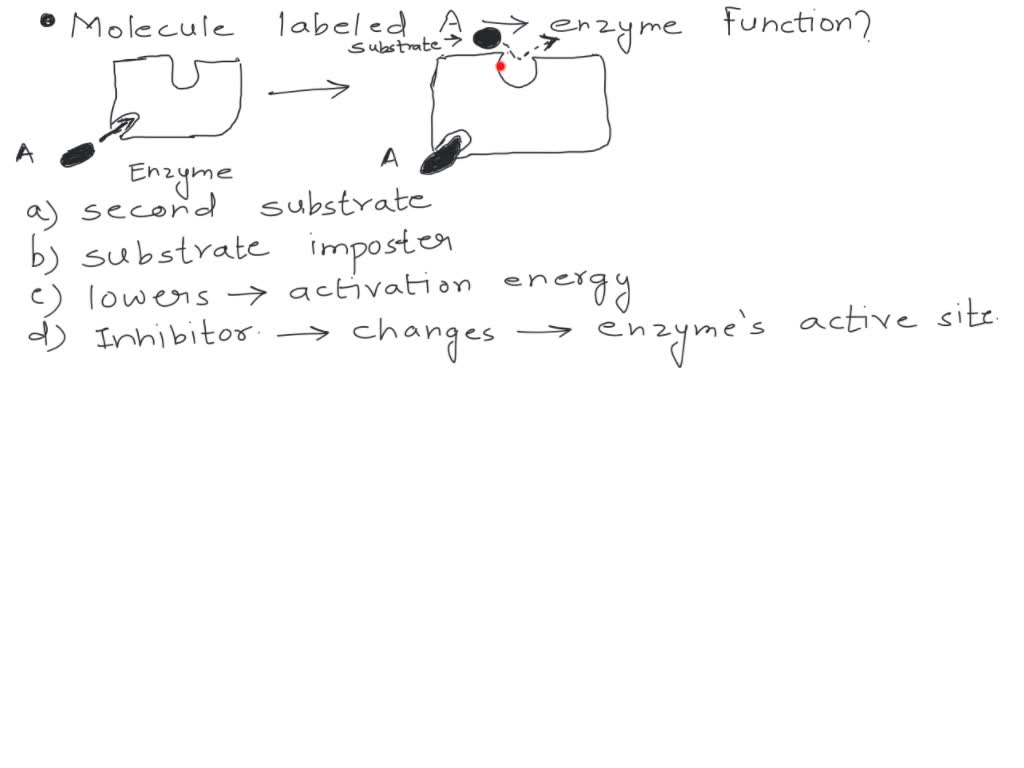SOLVED In the figure below, how does the molecule labeled A affect enzyme function? Substrate