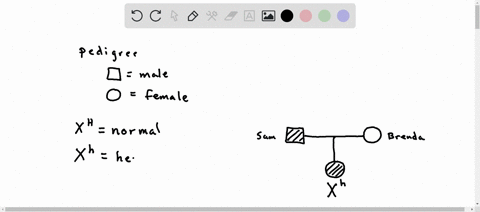 hemophilia-is-an-x-linked-recessive-disease-sam-has-hemophilia-but-his-wife-brenda-and-all-four-of-their-parents-are-phenotypically-normal-brenda-and-sam-have-a-daughter-who-is-a-hemophiliac-89553