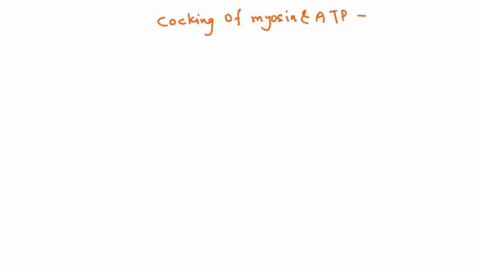 cocking-of-the-myosin-head-occurs-at-the-moment-atp-binds-to-the-myosin-headtrue-or-false-23155