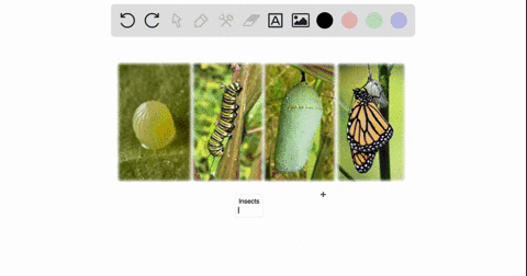 which-type-of-organism-is-a-caterpillar-24914
