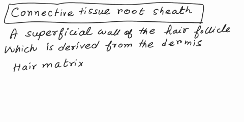 a-superficial-wall-of-the-hair-follicle-which-is-derived-from-the-dermis-actively-dividing-cellular-area-of-the-bulb-that-produces-the-hair-c-the-expanded-deep-region-of-a-hair-follicle-a-kn-23443