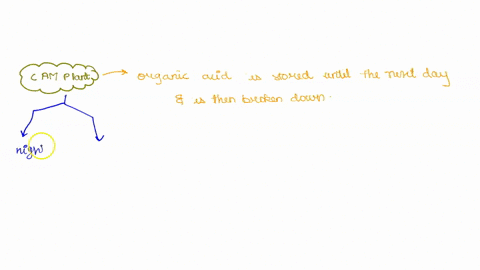 cam-plant-performs-the-calvin-cycle-during-the-day-true-false-60565