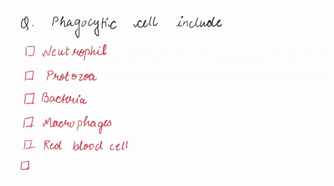 phagocytic-cells-include-which-of-the-following-choose-one-or-more-neutrophils-protozoa-bacteria-macrophages-red-blood-cells-liver-cells-41555